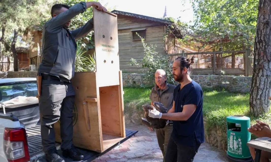 Antalya’da Nesli Tehlikedeki Yaralı Yılan Kartalı Doğaya Uğurlandı! 6